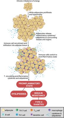 Sex hormones, intestinal inflammation, and the gut microbiome: Major influencers of the sexual dimorphisms in obesity